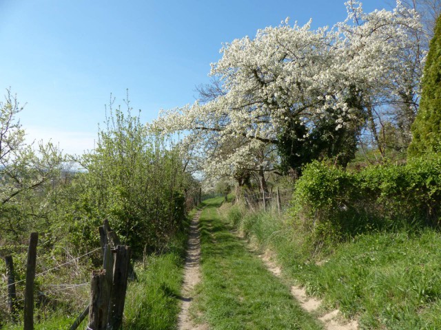 Der Blütenweg bei Sulzbach